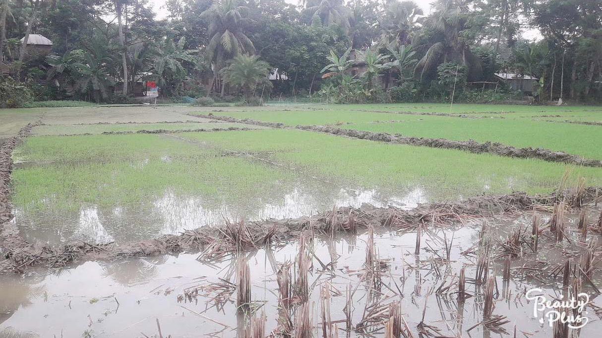 ছয় হাজার হেক্টর জমির ফসল নষ্ট হওয়ার আশঙ্কা