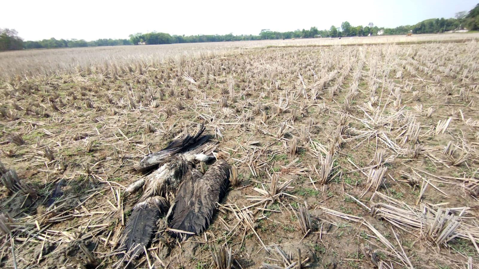 মরা ছাগলের শরীরে কীটনাশক, ১৩ শকুনের মৃত্যু