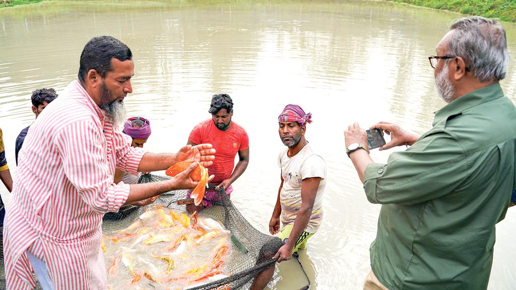 সমৃদ্ধ হচ্ছে রঙিন মাছের অর্থনীতি