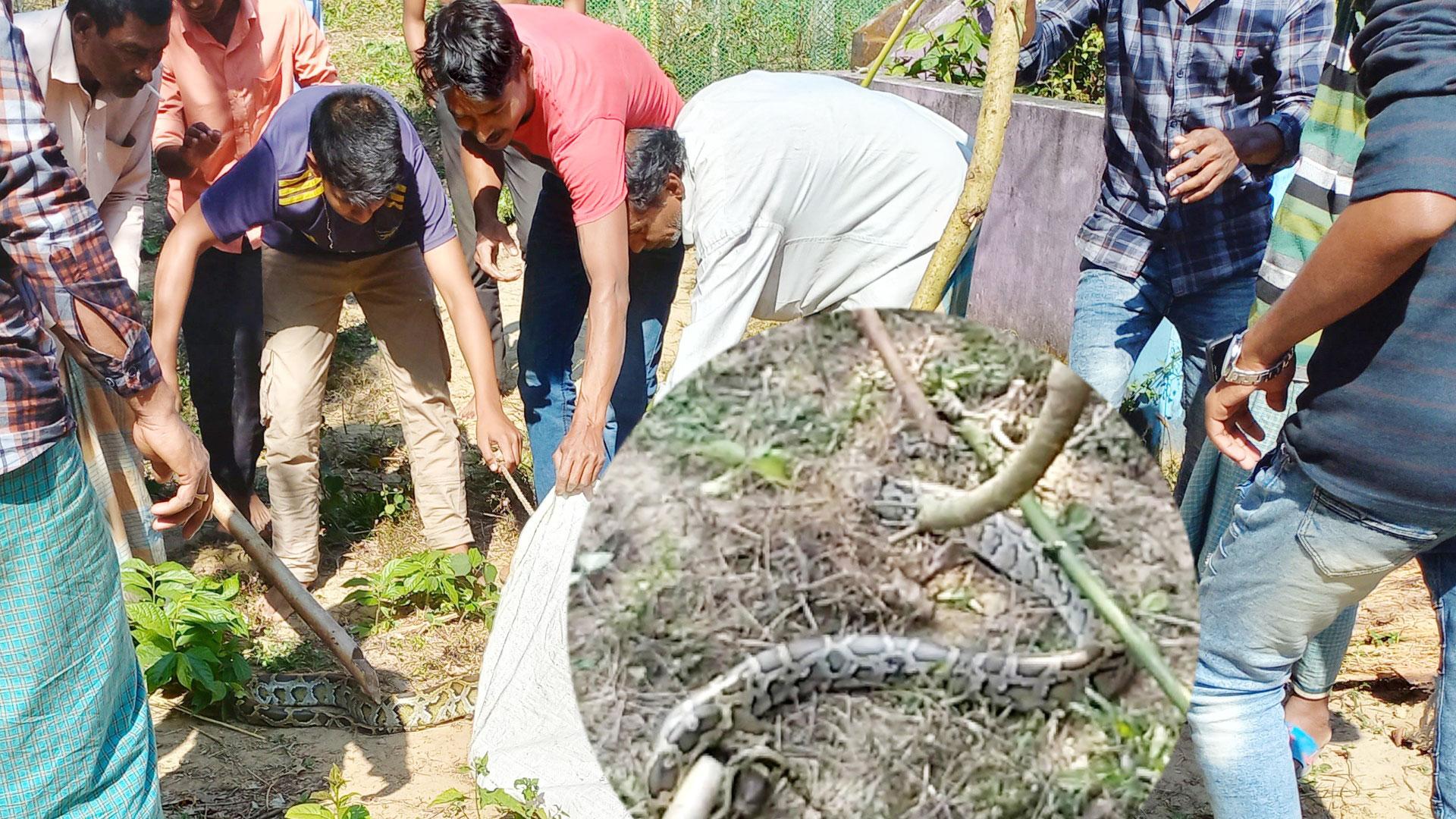 রাউজানে ৮ ফুট লম্বা অজগর উদ্ধার