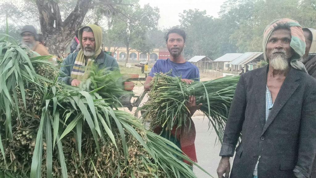 ঘাস বিক্রি করে মাসে অর্ধলাখের বেশি আয়