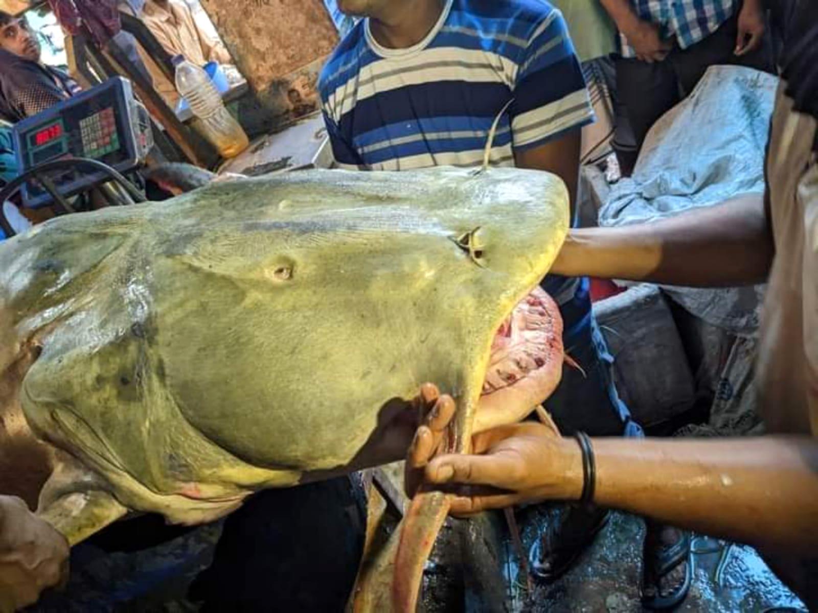 তিস্তায় জেলের বড়শিতে ধরা পড়ল ৯১ কেজির বাগাড়