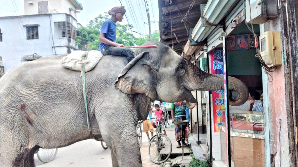 ফুলবাড়ীতে ব্যবসাপ্রতিষ্ঠানে হাতি দিয়ে ‘চাঁদা’ আদায়