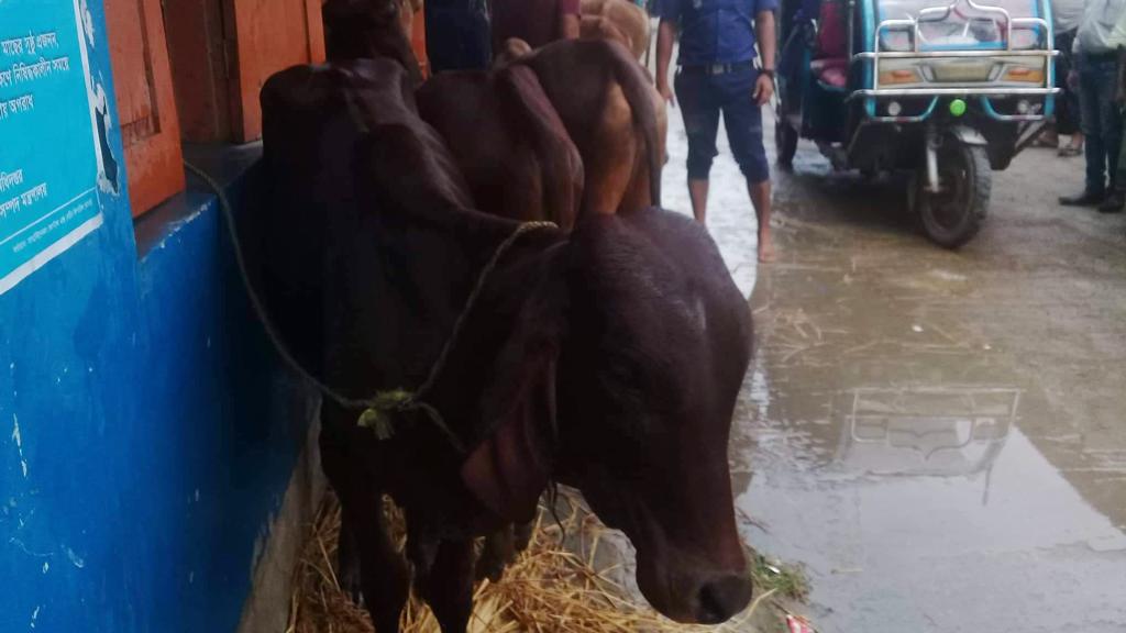 সুন্দরবনের চর থেকে ৯টি ভারতীয় গরু উদ্ধার