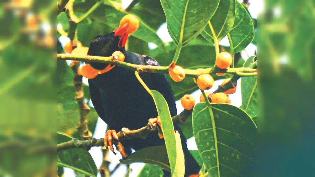 পাহাড়ি ময়না বিপন্ন