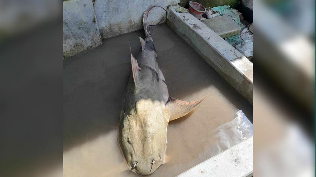 শখের বশে মাছ ধরতে গিয়ে পেলেন ৩২ কেজির বাগাড়, ভাগ করে নিলেন নিজেরাই