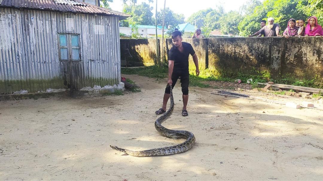 দুর্গাপুরে ৯ ফুট লম্বা অজগর উদ্ধার, বনে অবমুক্ত