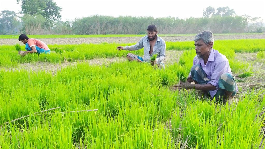 বন্যায় নষ্ট আউশ ধান থেকে গজানো চারায় আমন চাষ, ফলন নিয়ে শঙ্কা