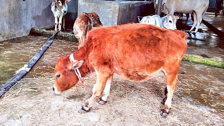 বিশ্বের সবচেয়ে ছোট গরু আশুলিয়ার চারু