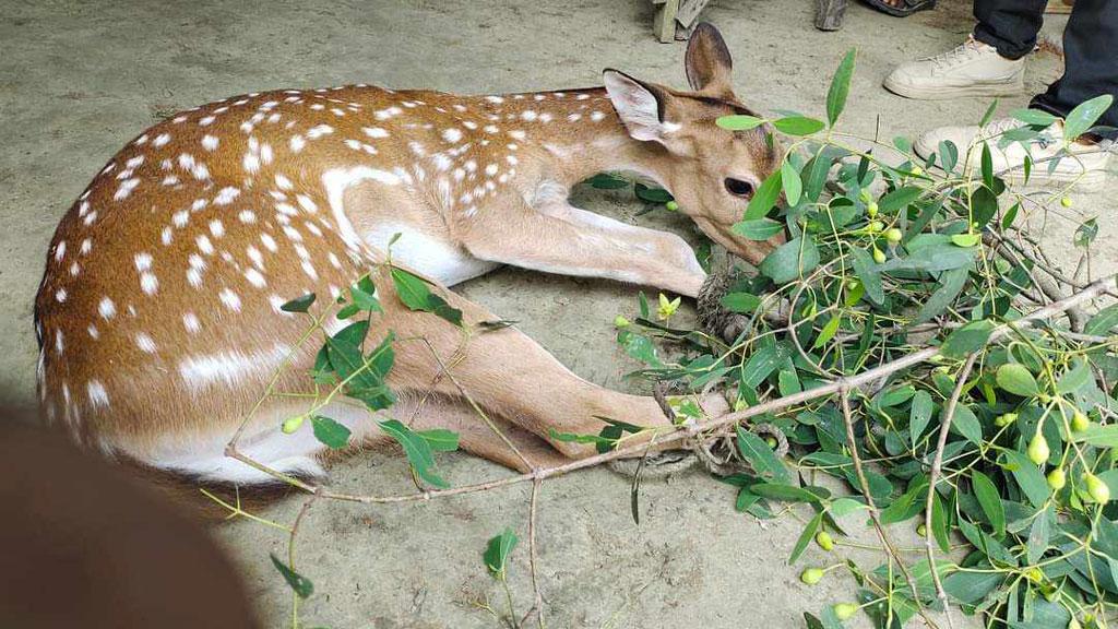 খাবারের সন্ধানে সুন্দরবনের ২ হরিণ পাথরঘাটায় 