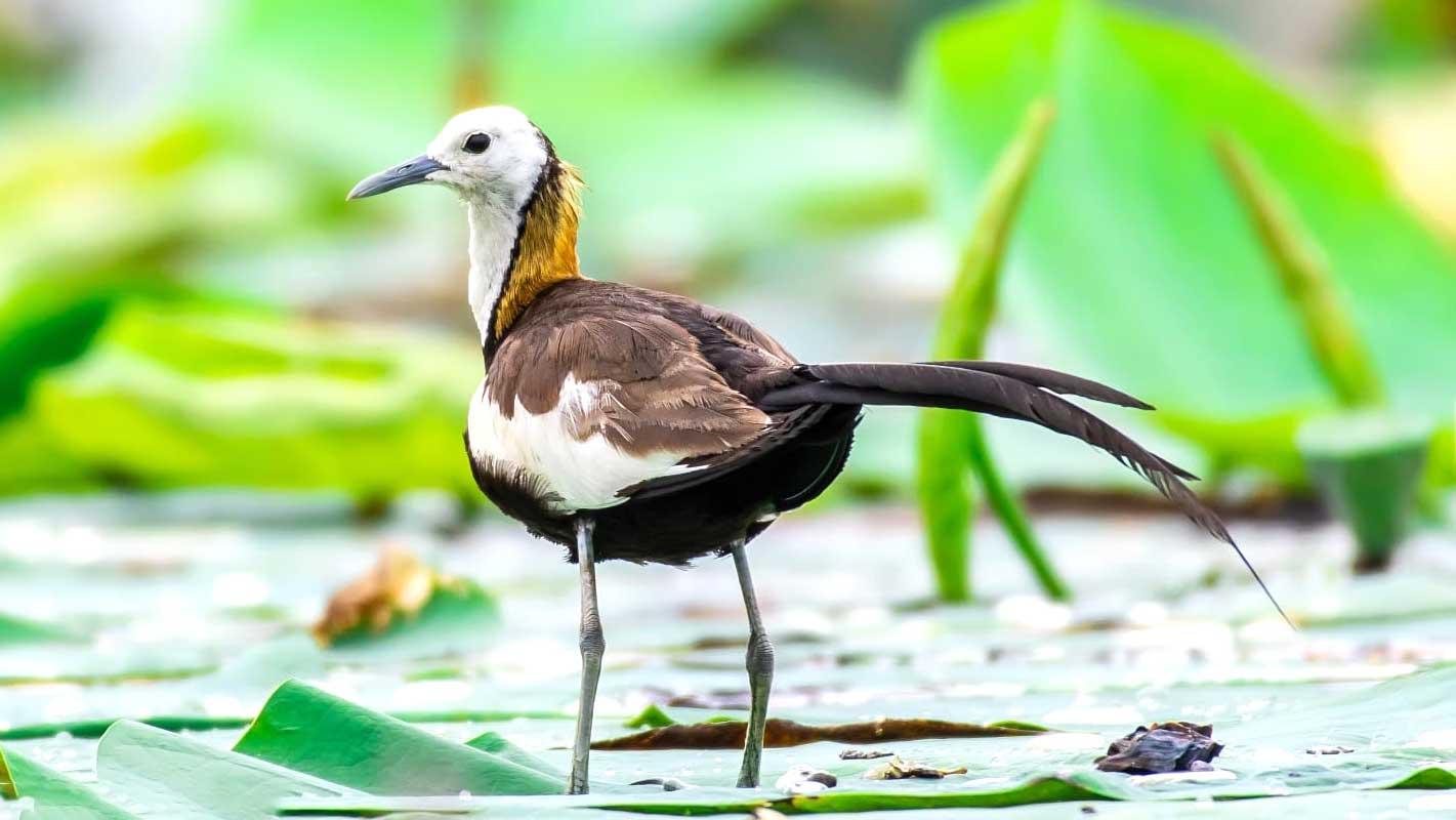 হাওরে দেখা মিলল অনিন্দ্য সুন্দর জল ময়ূর