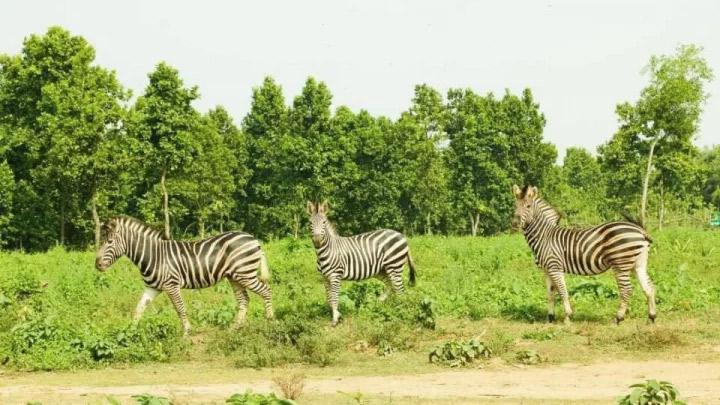 ১১ জেব্রার মৃত্যু: সাফারি পার্কের ভারপ্রাপ্ত কর্মকর্তা ও ভেটেরিনারি অফিসারকে প্রত্যাহার