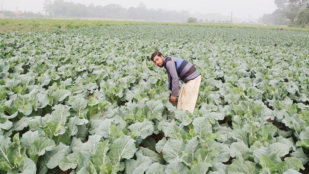 হালদার চরে সবজি চাষ  কৃষকের মুখে হাসি