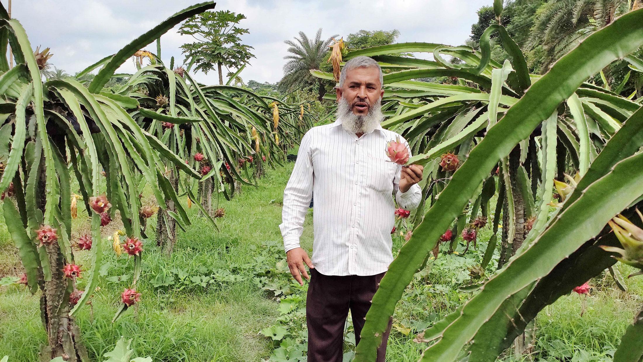 ড্রাগন চাষে ব্যাপক লাভ সম্ভাবনা ঝিকরগাছার সাইফুলের