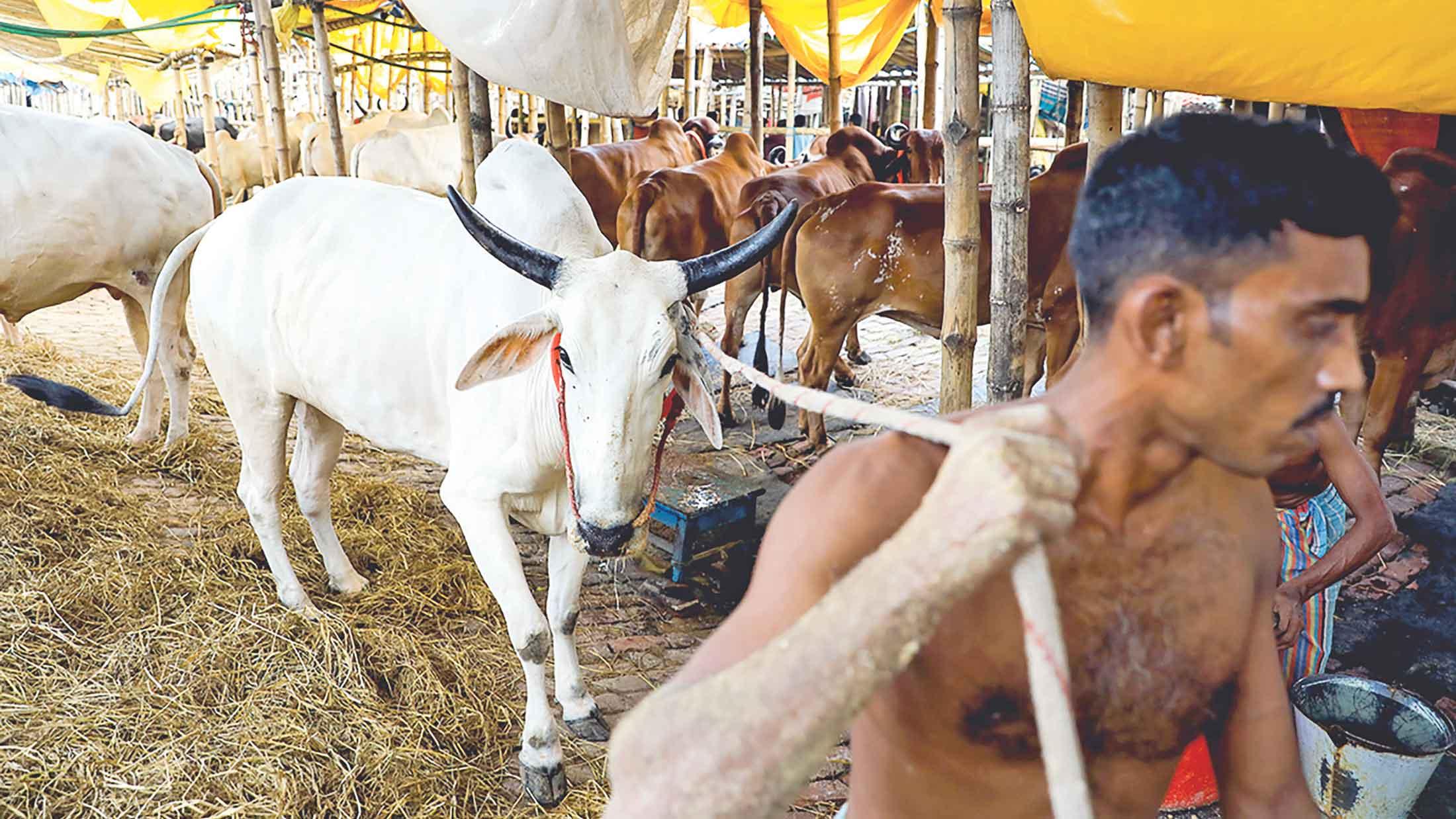 ডিএসসিসির অস্থায়ী তিন পশুর হাট বাতিল