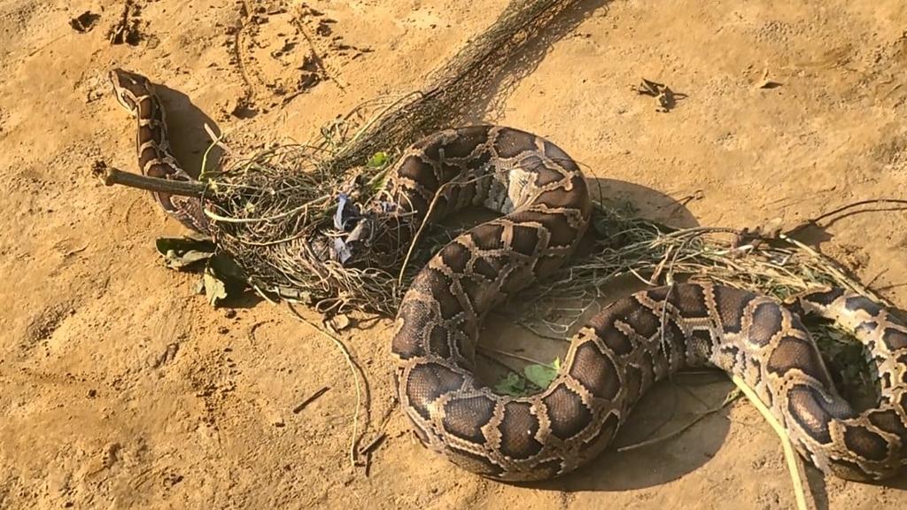 শেরপুরে জালে আটকে পড়া ৮ ফুট লম্বা অজগর ছাড়া হলো বনে