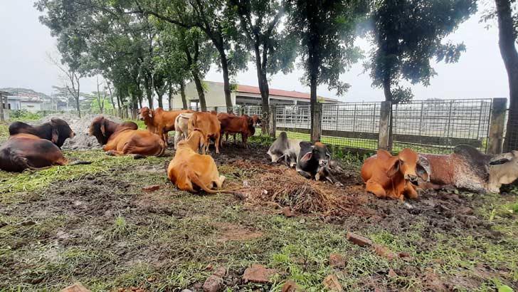 উড়োজাহাজে উড়িয়ে আনা ১৮টি ব্রাহমা নিয়ে রিট নিষ্পত্তির আদেশ