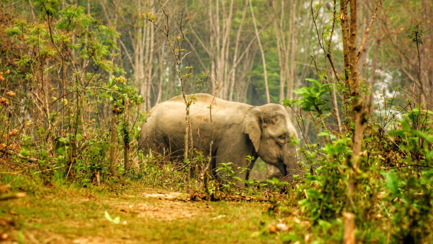 চকরিয়ায় বন্য হাতির আক্রমণে বৃদ্ধের মৃত্যু