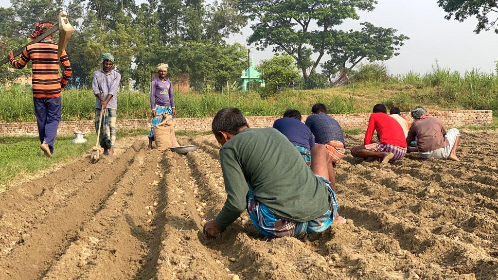 সিরাজদিখানে দ্বিগুণ লাভের আশায় আগাম আলু চাষ