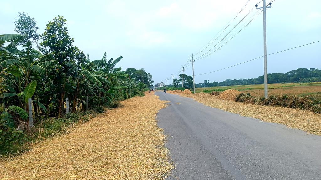 সড়ক ও মহাসড়কে শুকানো হয় খড়, দুর্ঘটনার শঙ্কা