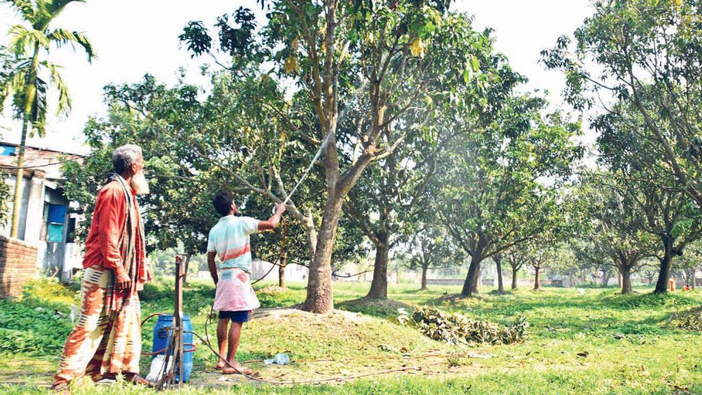 রাজশাহী ও চাঁপাইনবাবগঞ্জের গাছে এবার আমের মুকুল কম