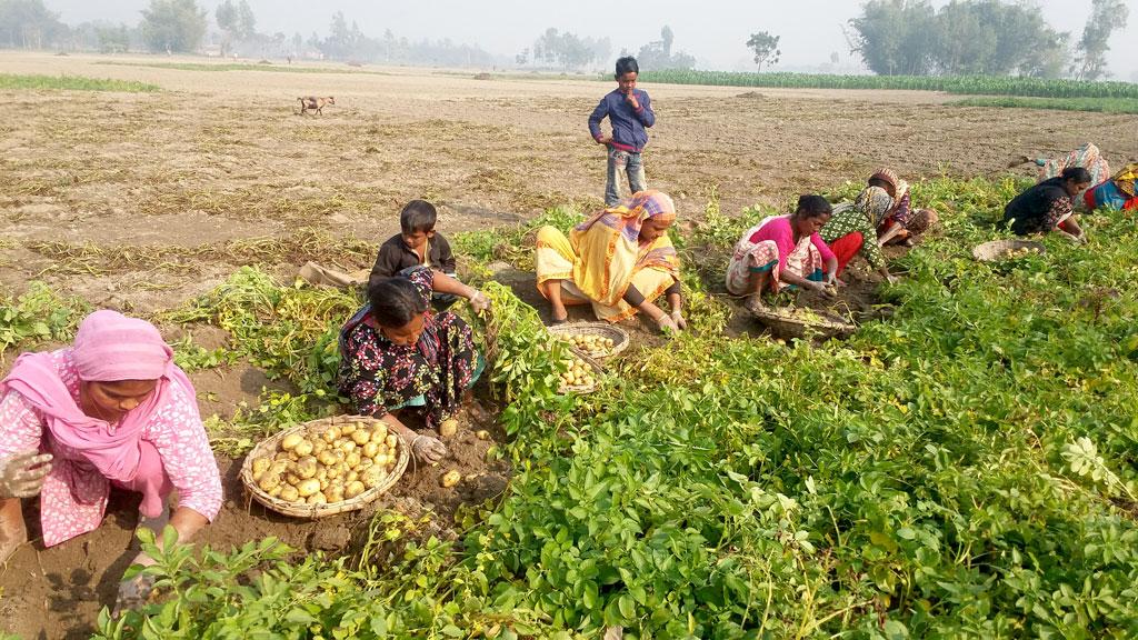 আলু তুলে বাড়তি আয় নারীদের