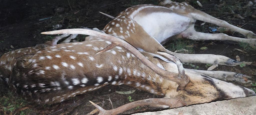 পাথরঘাটায় বন থেকে ২টি মৃত হরিণ উদ্ধার