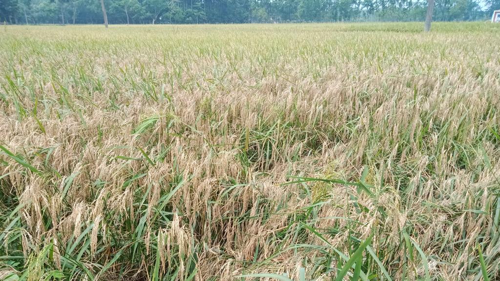 ধানে ব্লাস্ট রোগের আক্রমণে দিশেহারা তারাকান্দার কৃষক