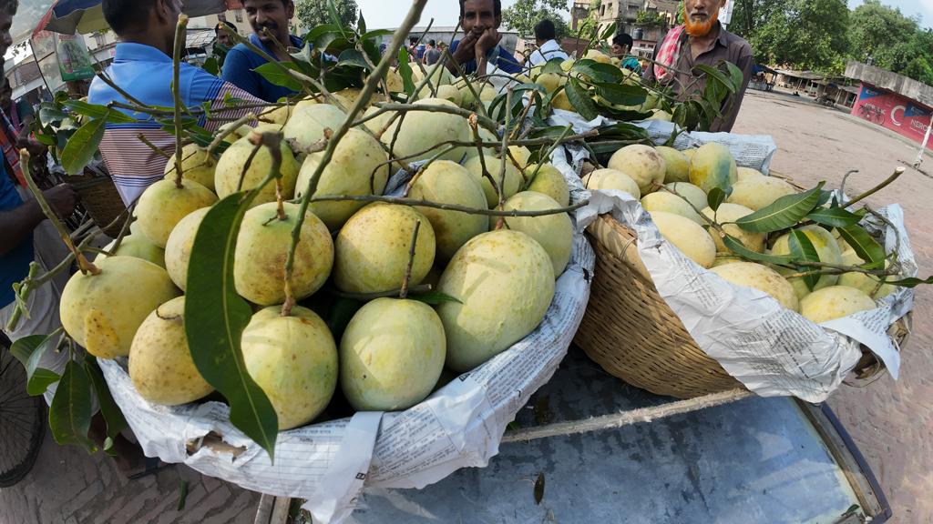 আশ্বিনের শুরুতে কানসাটে আশ্বিনা আম, প্রতি মণ ১২ হাজার টাকা