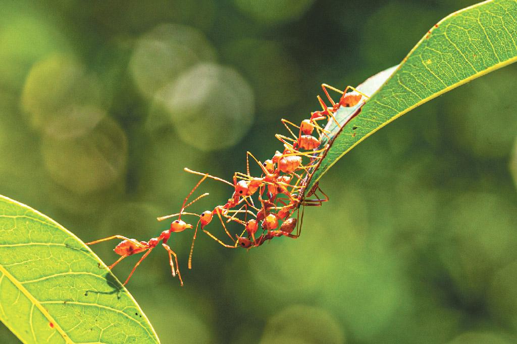 পিঁপড়ার জীবন থেকে যা শেখার আছে