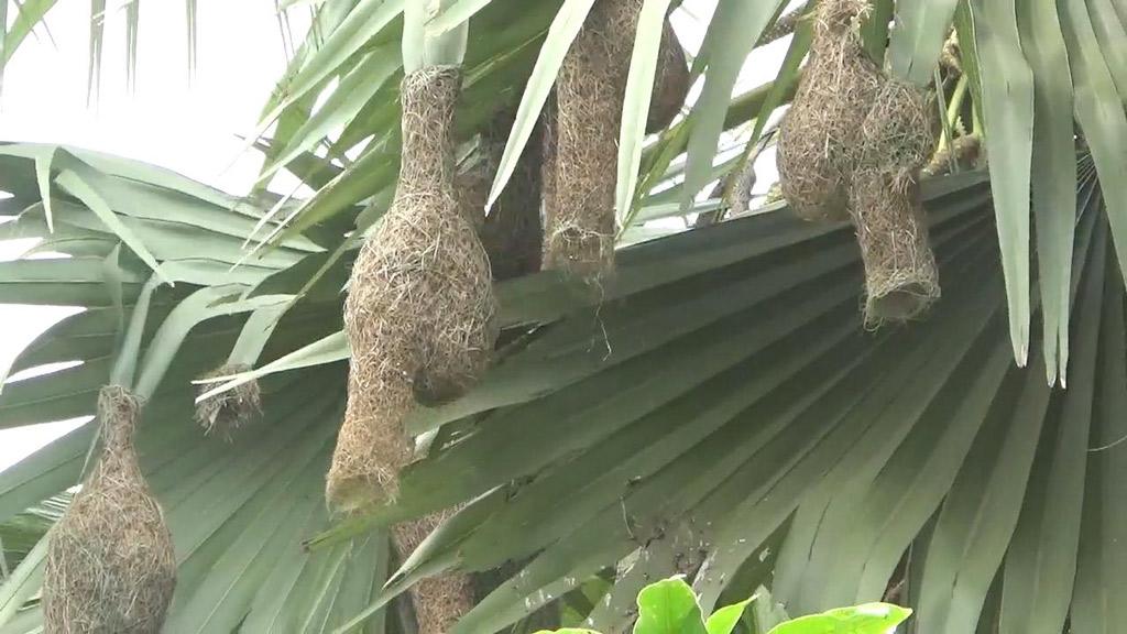 পরিবেশ বিপর্যয়ের কারণে হারিয়ে যাচ্ছে বাবুই পাখি