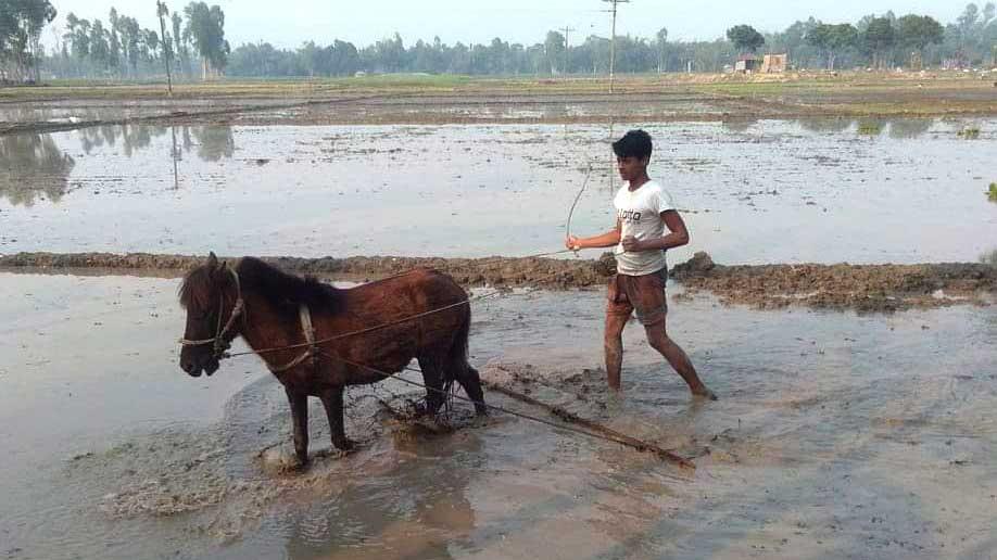 গরুর বদলে ঘোড়ার হাল