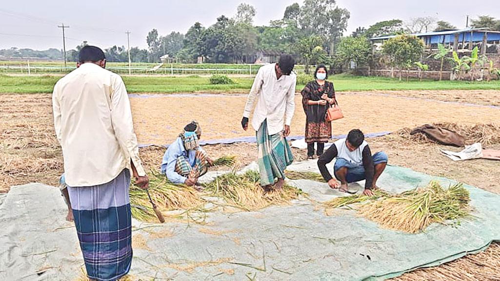 সিরাজদিখানে রোপা আমনের নমুনা কর্তন