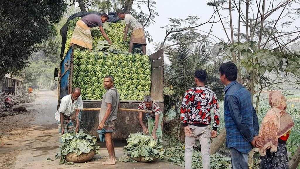 বিষমুক্ত ফসলের আবাদ কম খরচে বেশি ফলন