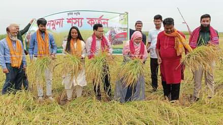 হালতি বিলে ধান কাটা শুরু, শ্রমিকের সংকট