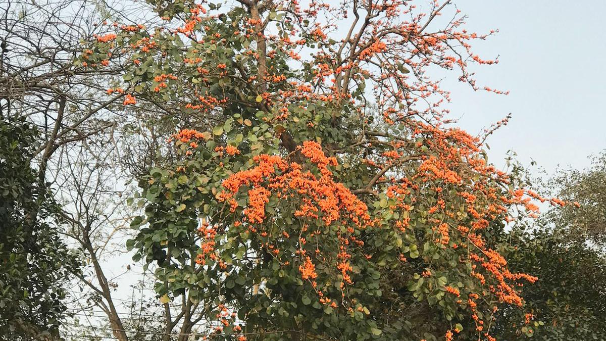 বসন্তের সুবাস বইছে জাহাঙ্গীরনগরে