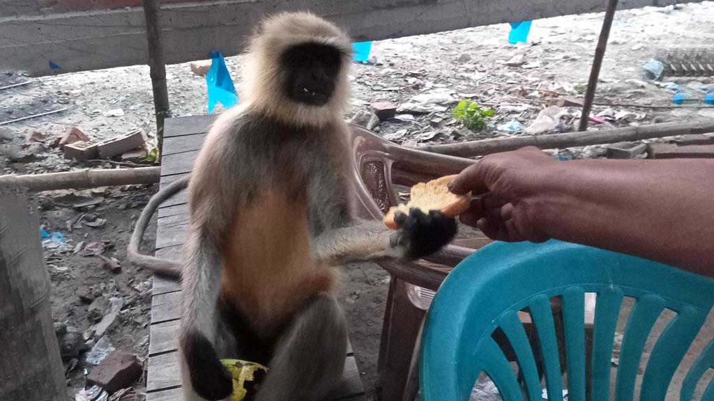 মেহেরপুরে খাবারের খোঁজে লোকালয়ে মুখপোড়া হনুমান