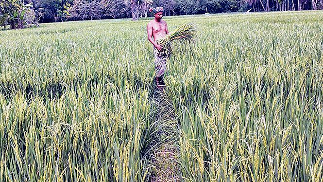 ইঁদুর কাটছে কৃষকের স্বপ্ন