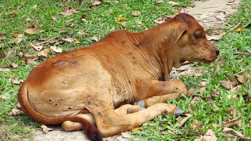 গরুর খামারিদের মশারি ব্যবহারের পরামর্শ