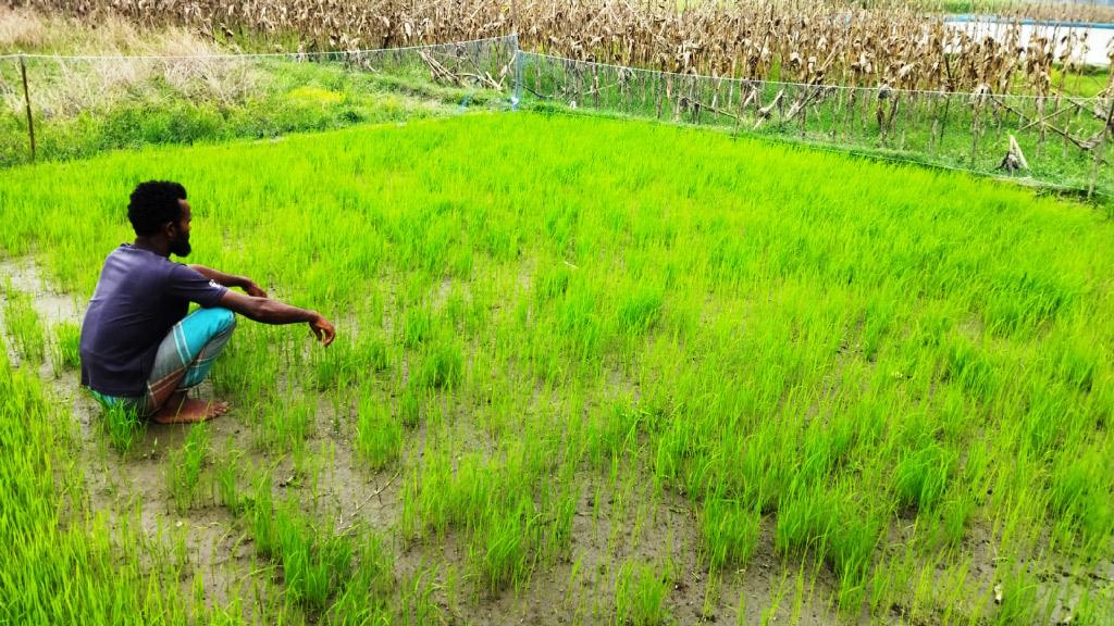 বন্যায় ক্ষতিগ্রস্ত বীজতলা নতুন করে তৈরির প্রস্তুতি