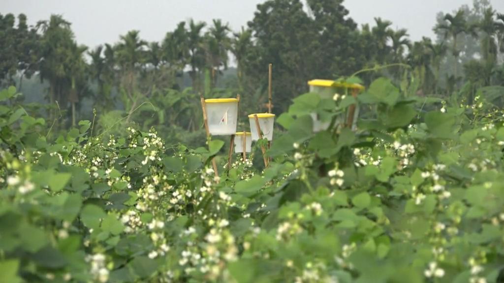 বিষমুক্ত নিরাপদ সবজি চাষ