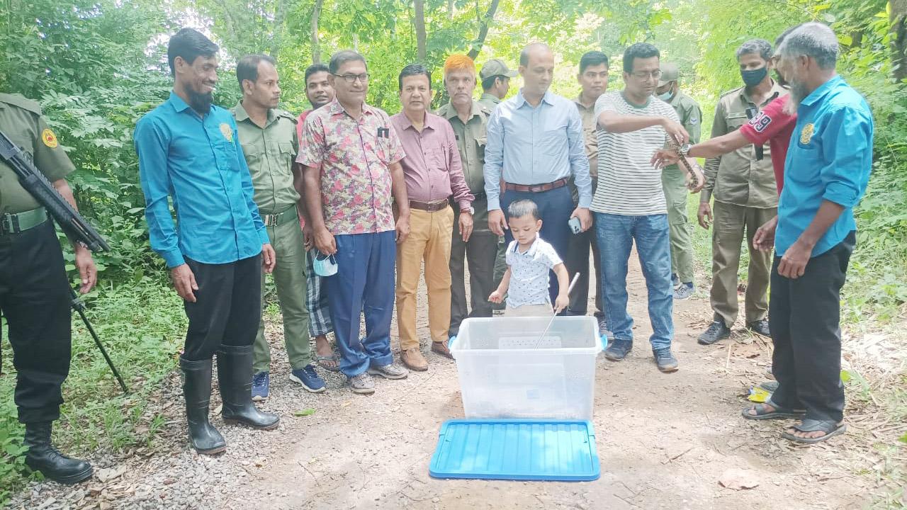 ইনকিউবেটরে জন্ম নেওয়া ১১ অজগরের বাচ্চা ইকোপার্কে অবমুক্ত