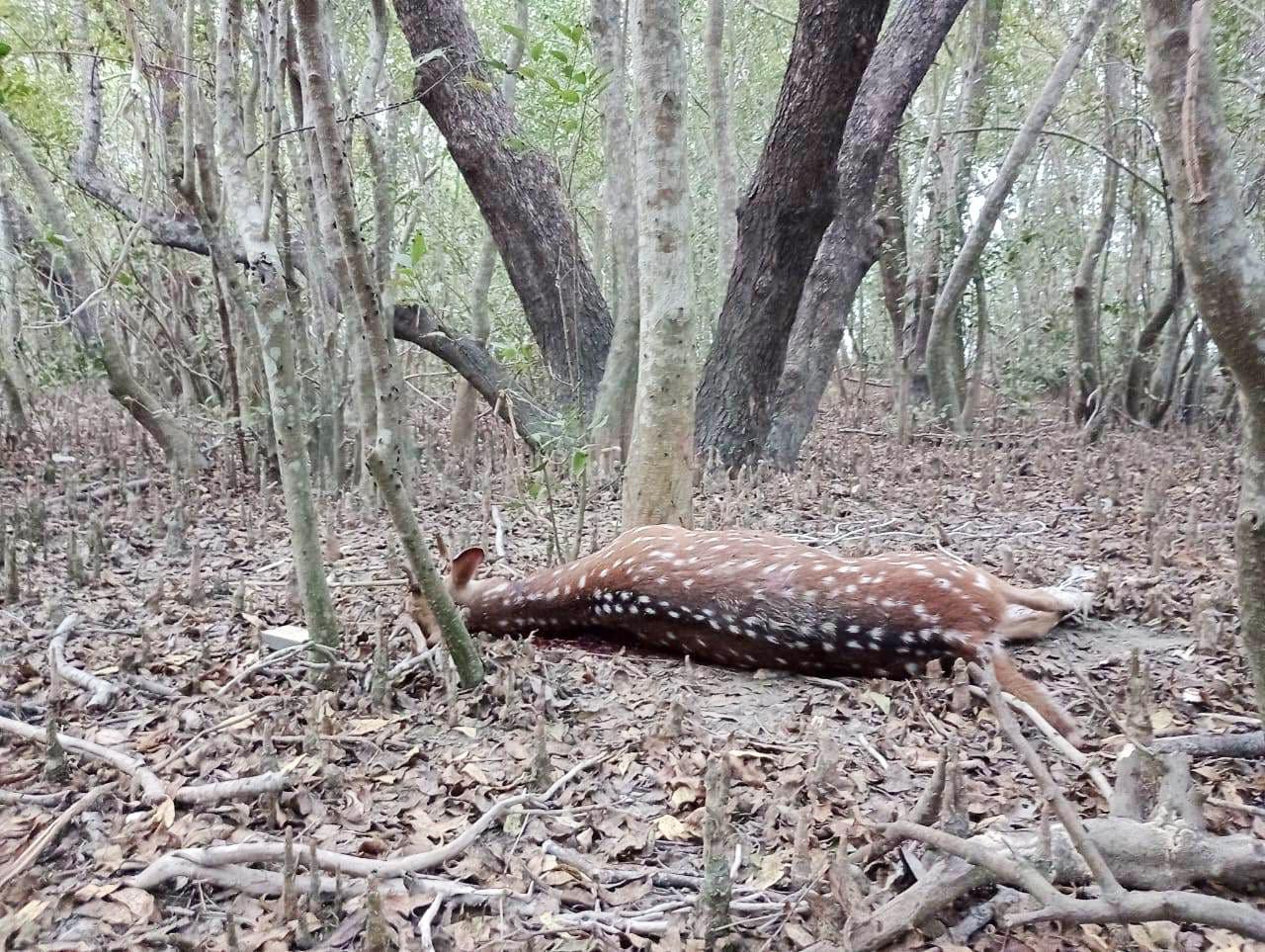 ভোলায় জবাই করা হরিণ উদ্ধার, ৪ জনের বিরুদ্ধে মামলা 