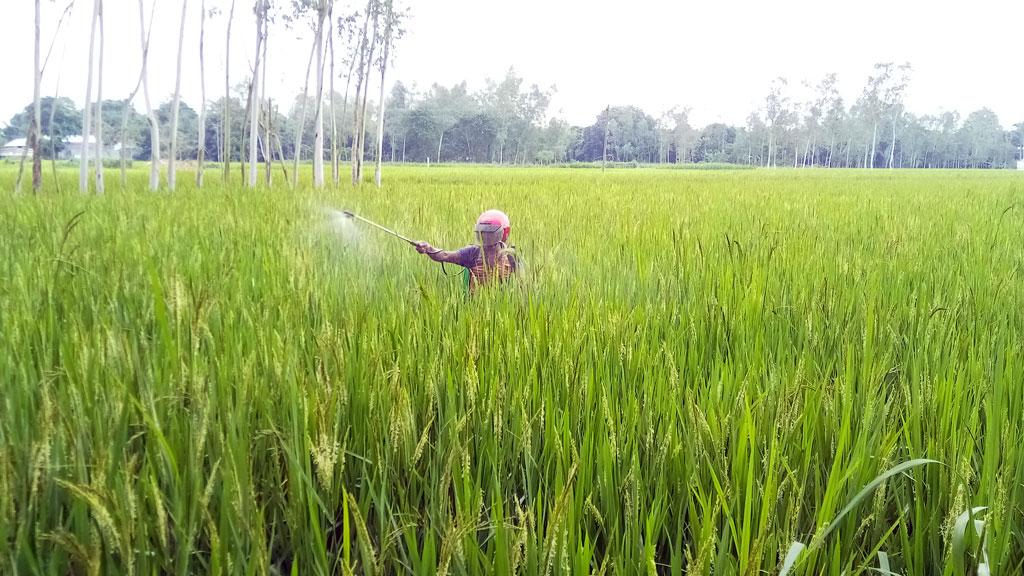 কীটনাশক ছিটিয়ে সংসার চলে মসলিমের