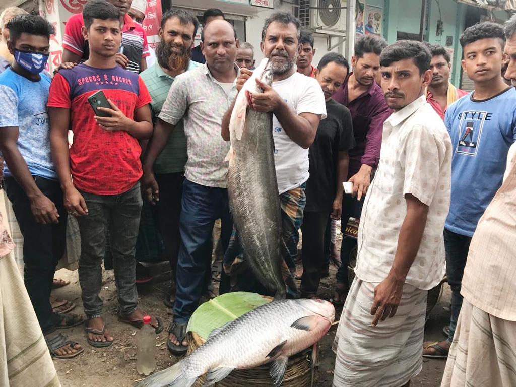 ৫২ কেজি বোয়াল-কাতলা বিক্রি হলো ৪২ হাজার টাকায়