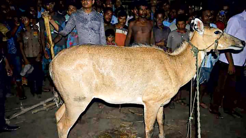 ঠাকুরগাঁওয়ে নীলগাইয়ের দেখা