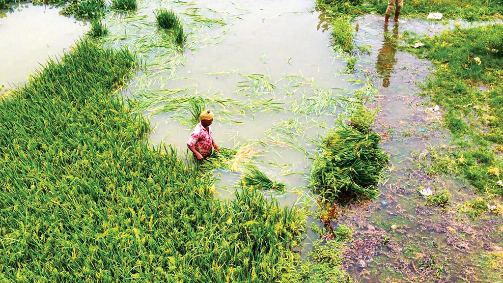 পানির নিচে শত হেক্টর জমির আধা পাকা ধান