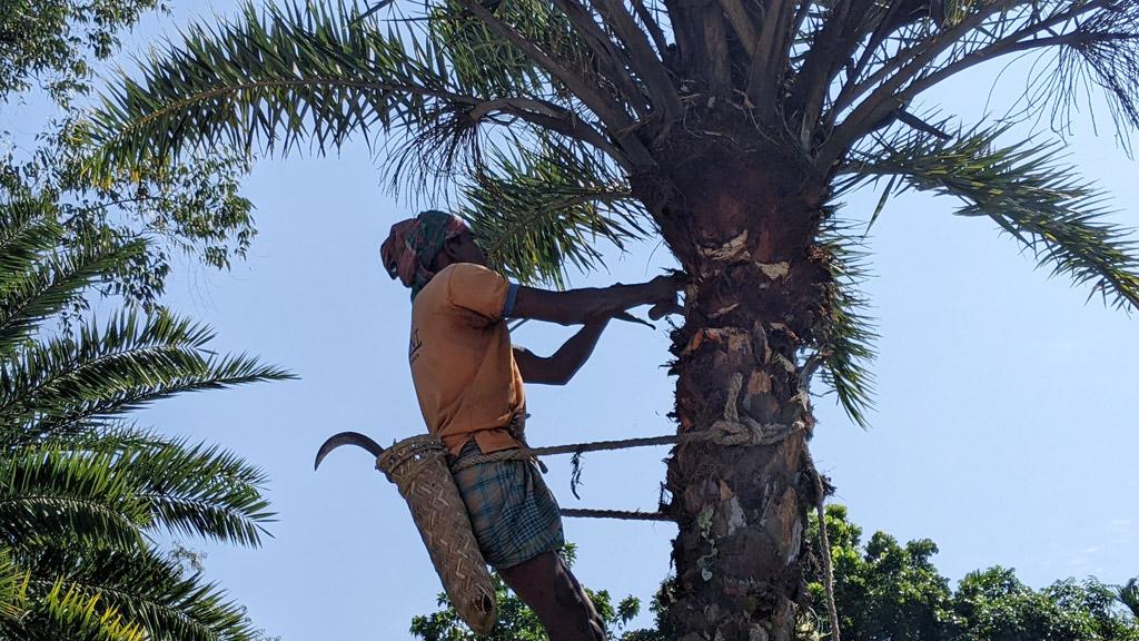 খেজুর রস সংগ্রহে গাছ কাটায় ব্যস্ত গাছিরা