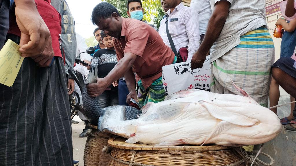 ২০ কেজির বাঘাইড় দেখতে মানুষের ভিড়