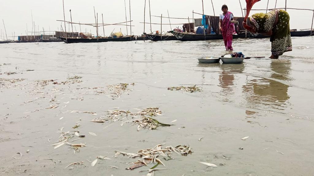 মেঘনা নদীতে শিল্প–কারখানার বর্জ্য, মরে ভেসে উঠছে মাছ